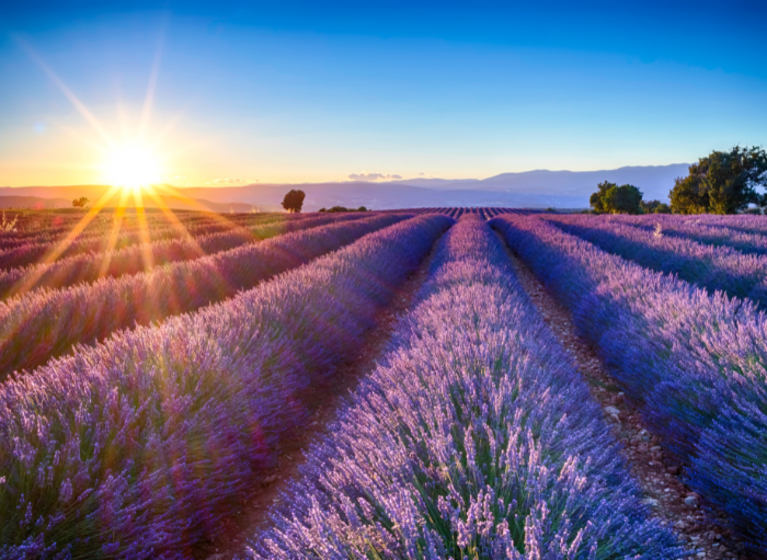 France June 2025