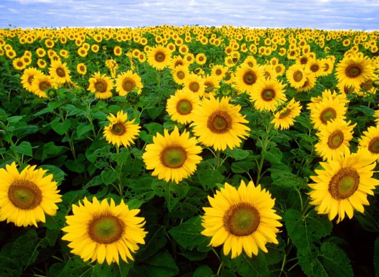France Sunflowers 2025