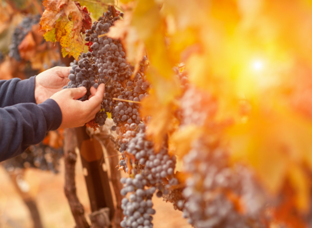 Autumn vineyard